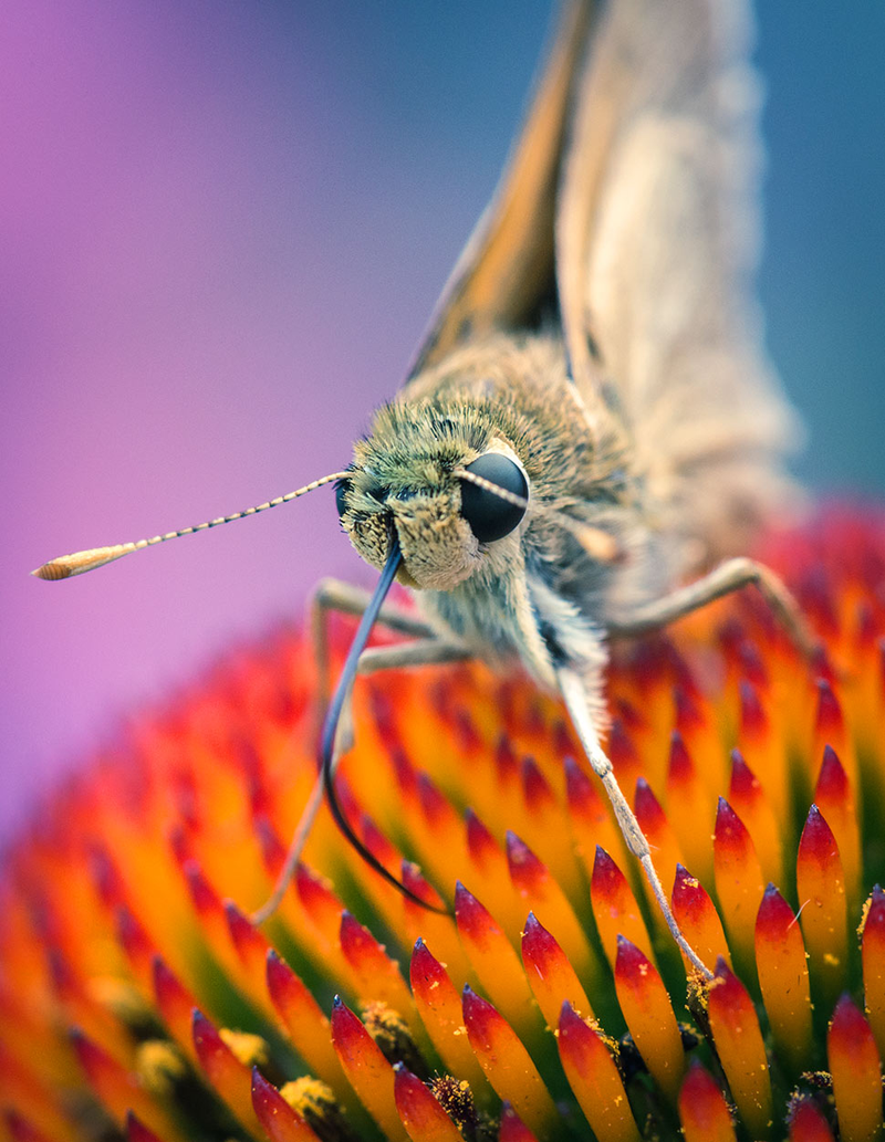 Illustration for article titled 75 Close-Ups Of Bugs